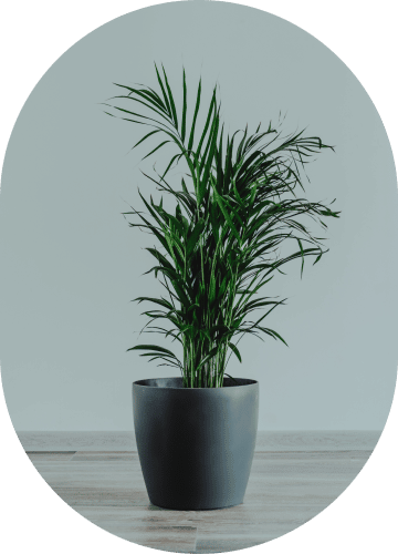 Parlor Palm