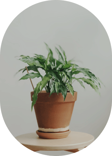 Pathos Plant